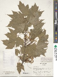 Acer rubrum image