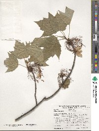 Acer rubrum image