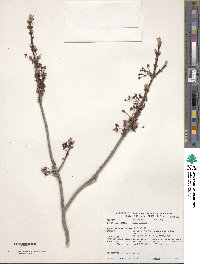 Acer rubrum image