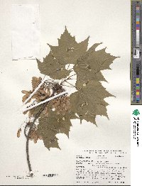 Acer rubrum image