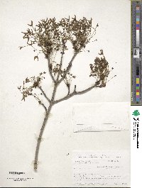 Acer rubrum image