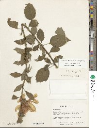 Hibiscus berberidifolius image