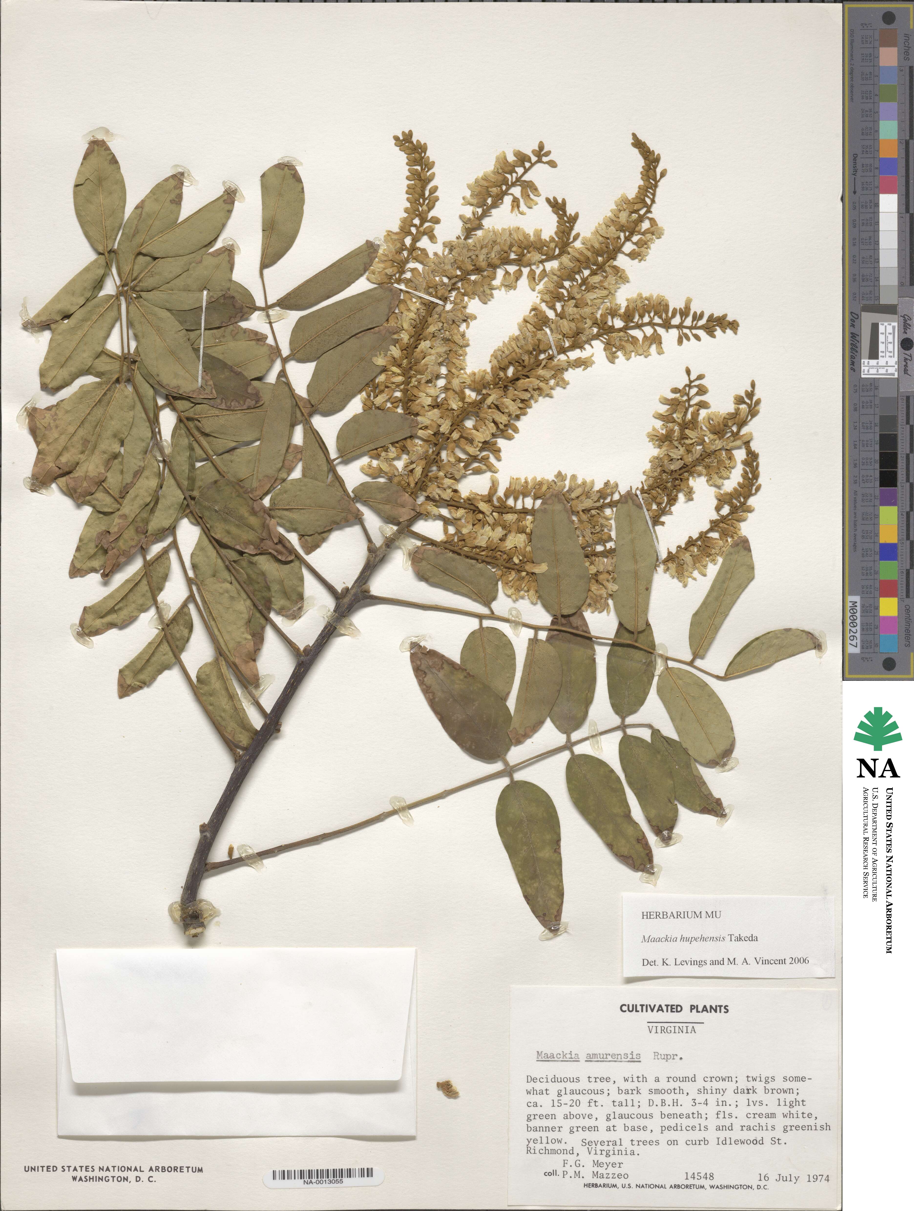 Maackia hupehensis image