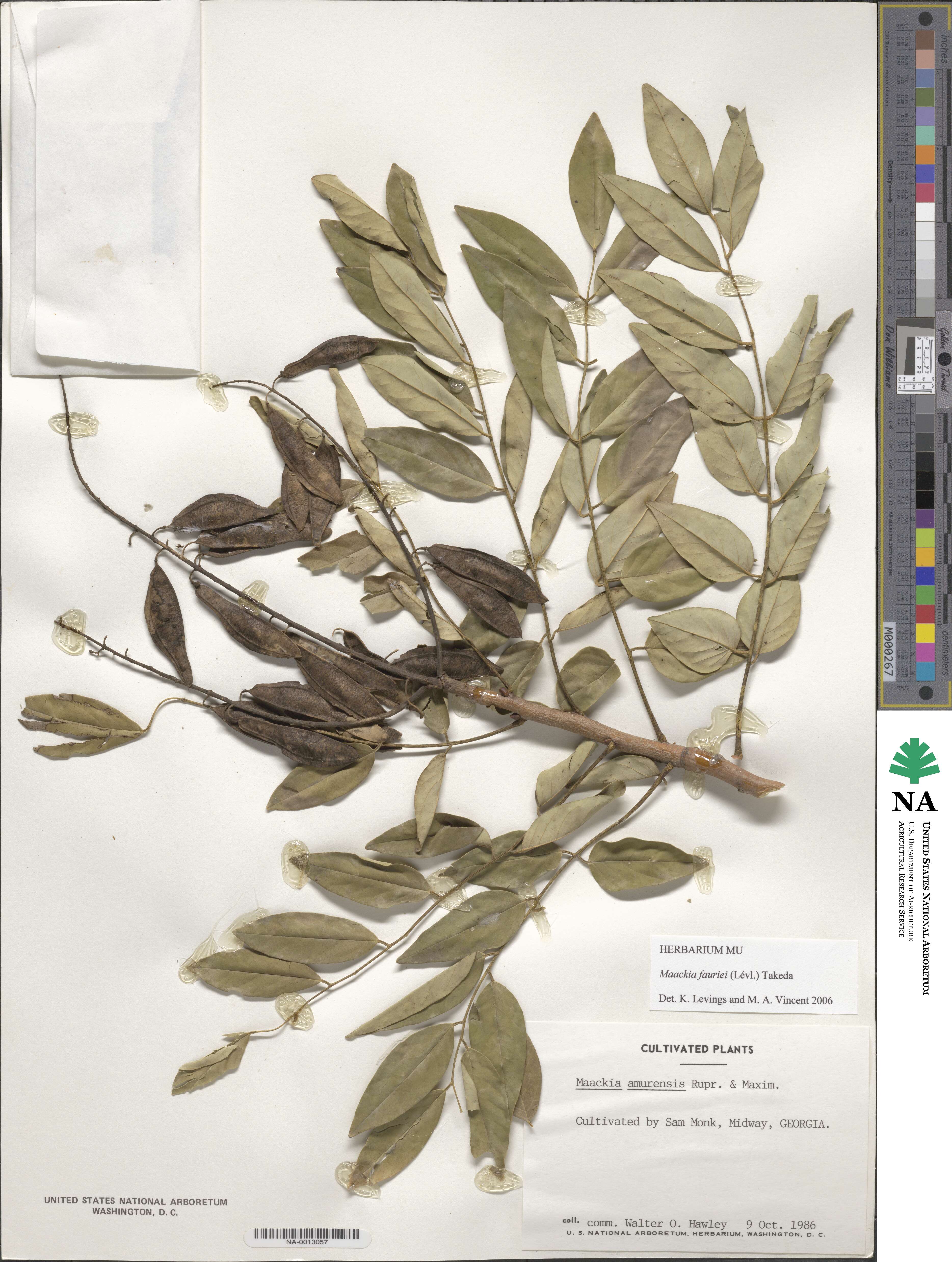 Maackia floribunda image
