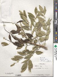 Maackia floribunda image