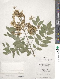 Styphnolobium japonicum image