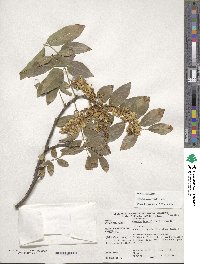 Maackia floribunda image