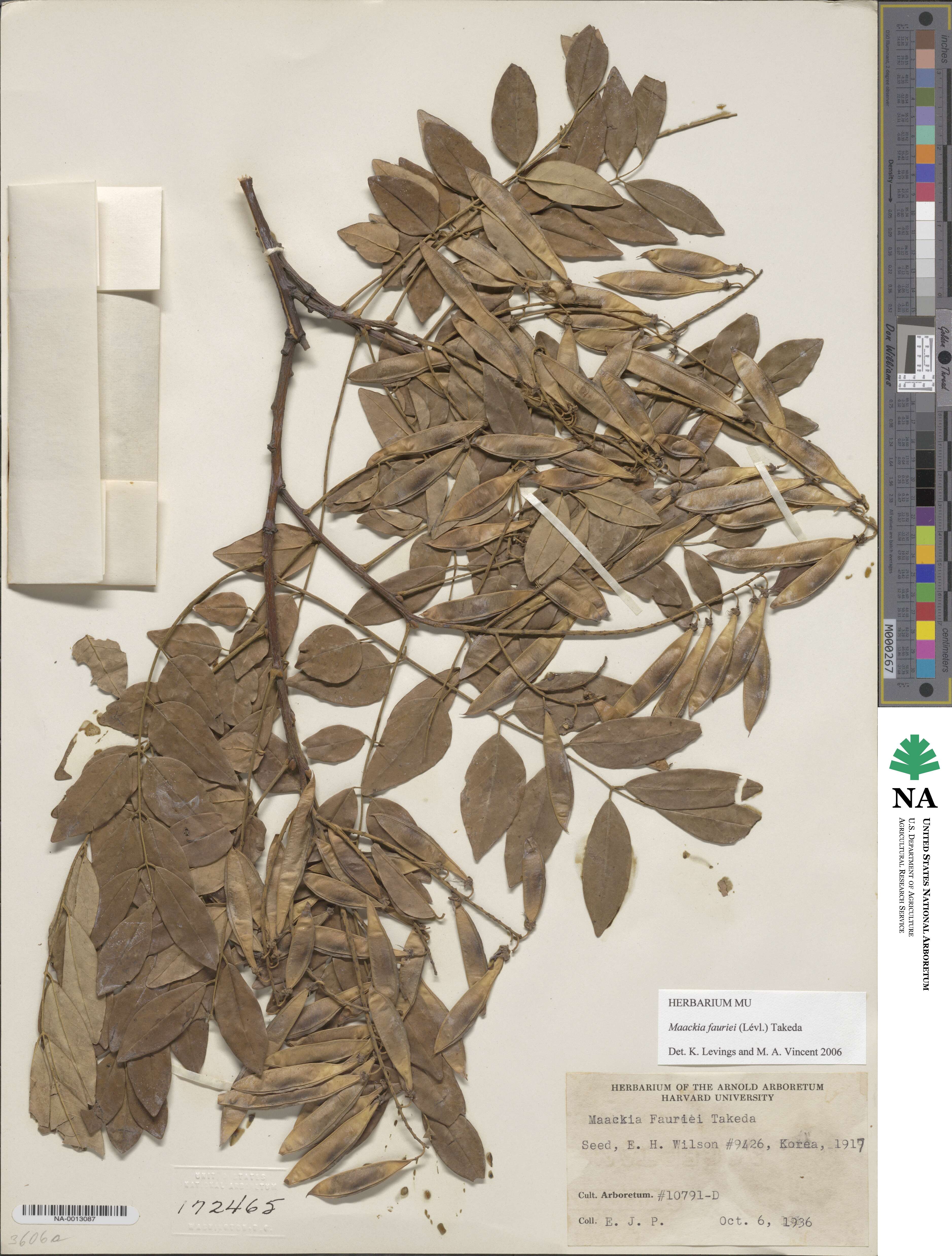 Maackia floribunda image