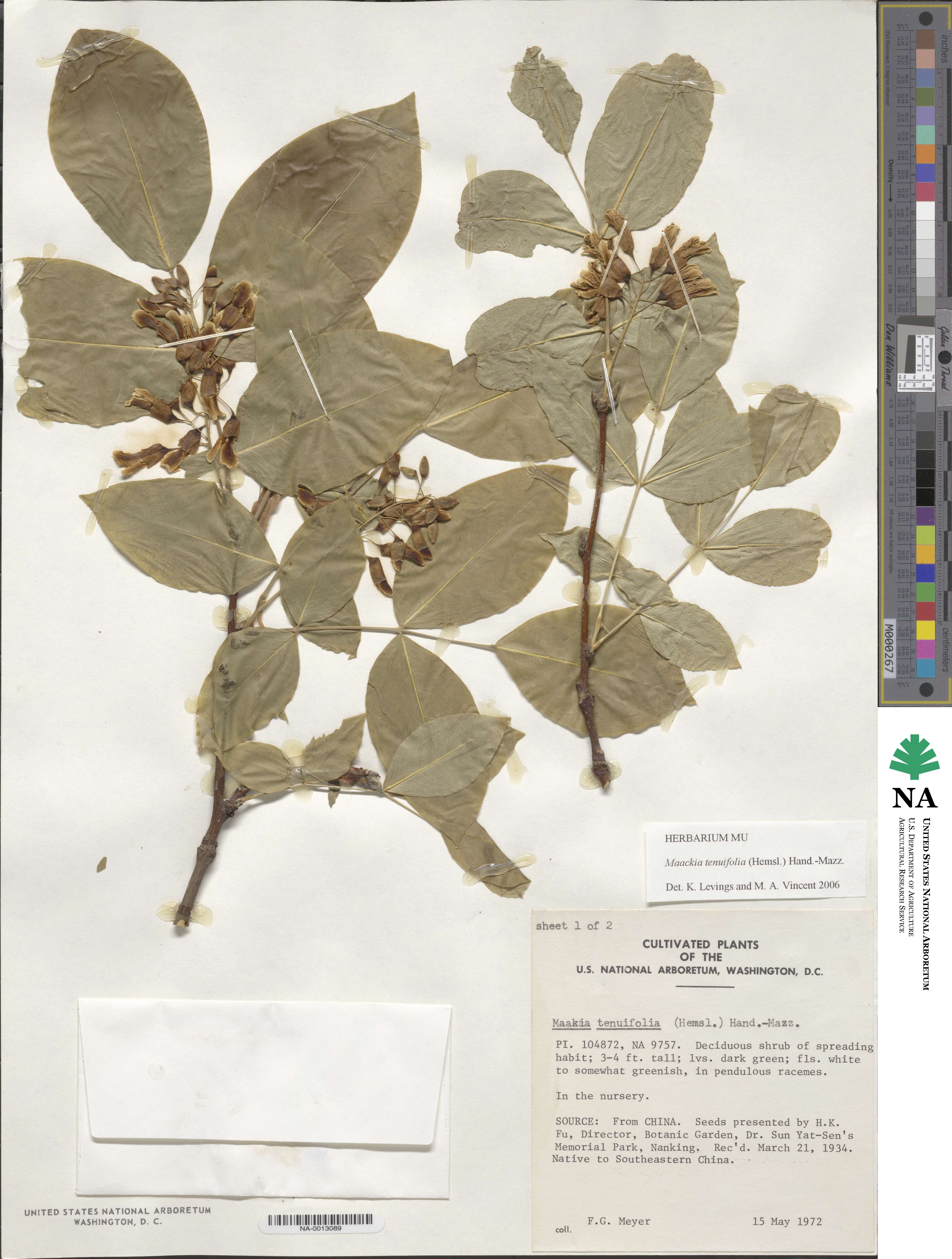 Maackia tenuifolia image