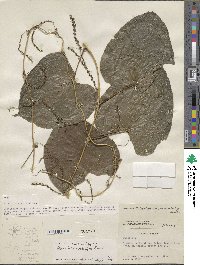 Dioscorea mexicana image