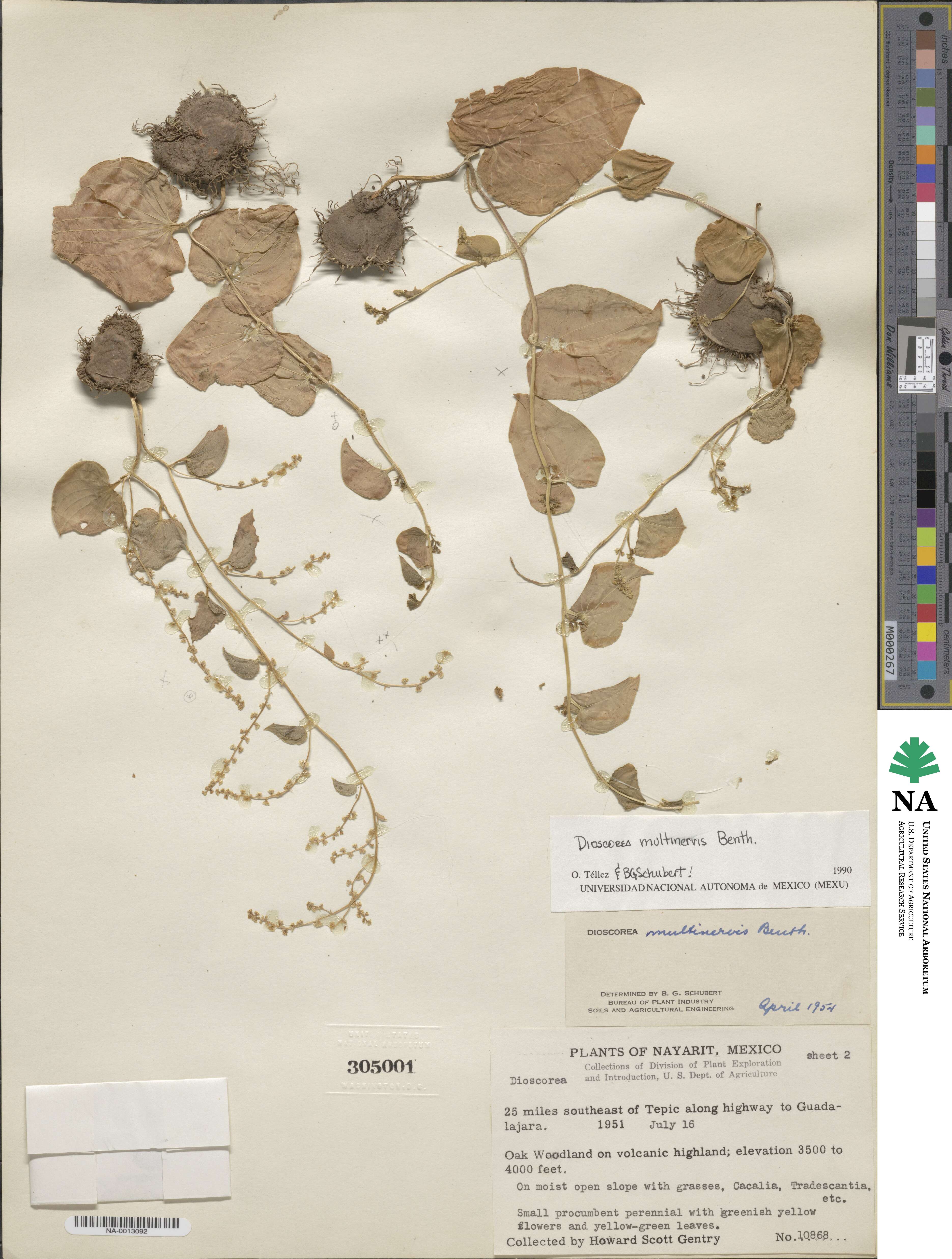 Dioscorea multinervis image