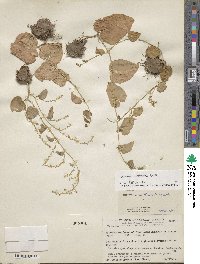 Dioscorea multinervis image