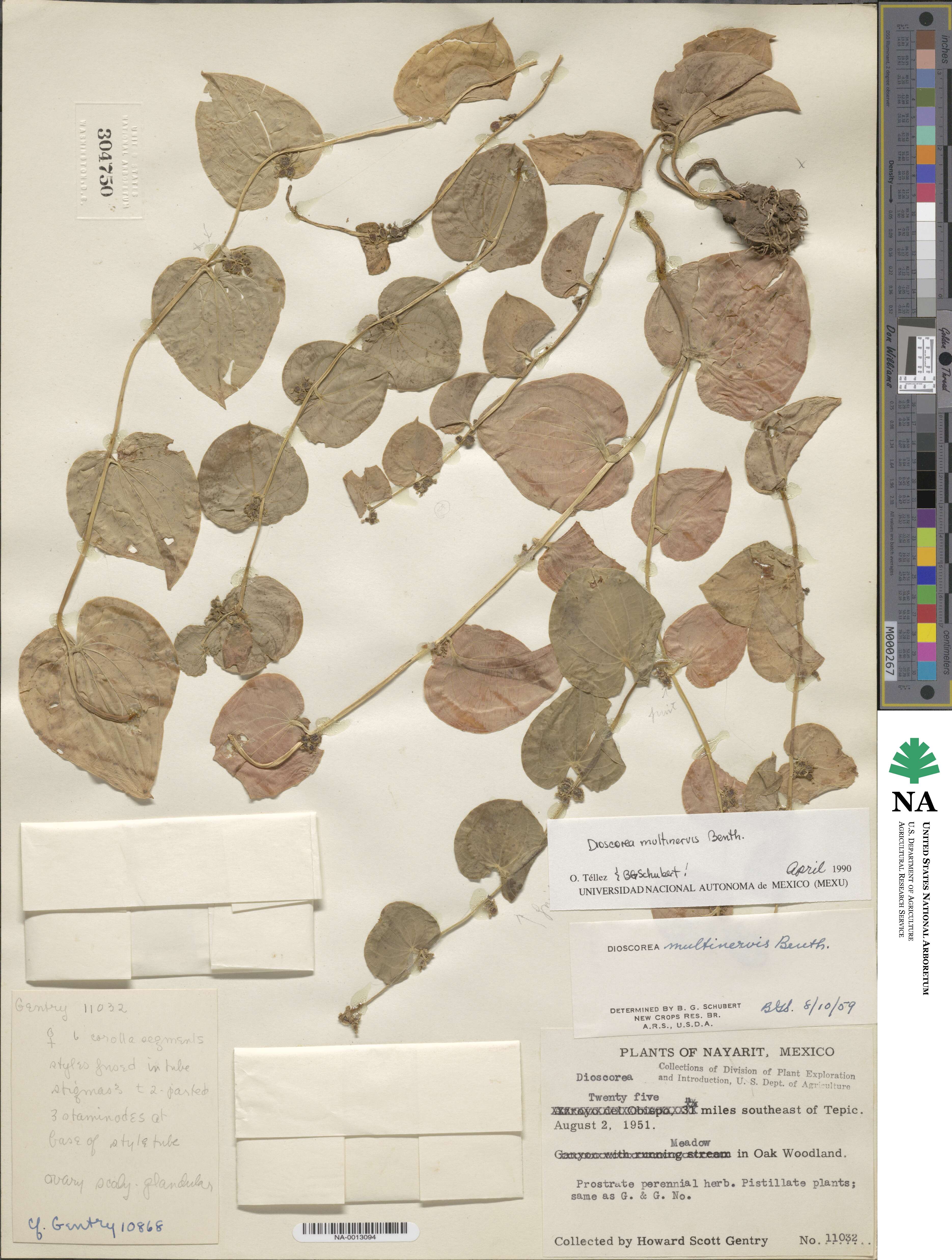 Dioscorea multinervis image