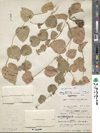 Dioscorea multinervis image