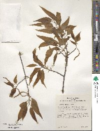 Quercus chenii image