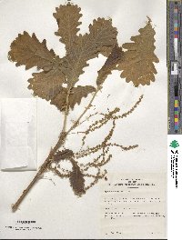 Quercus dentata image