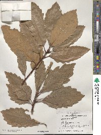 Quercus fabri image