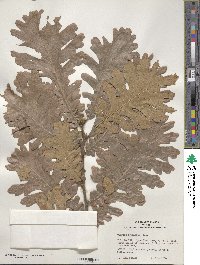 Quercus conferta image