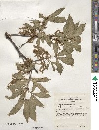 Quercus serrata image