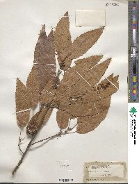 Quercus acutissima image