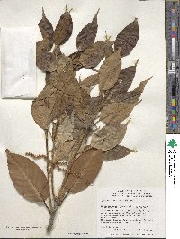 Quercus acuta image