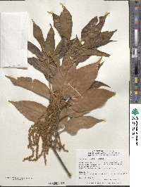 Quercus acuta image