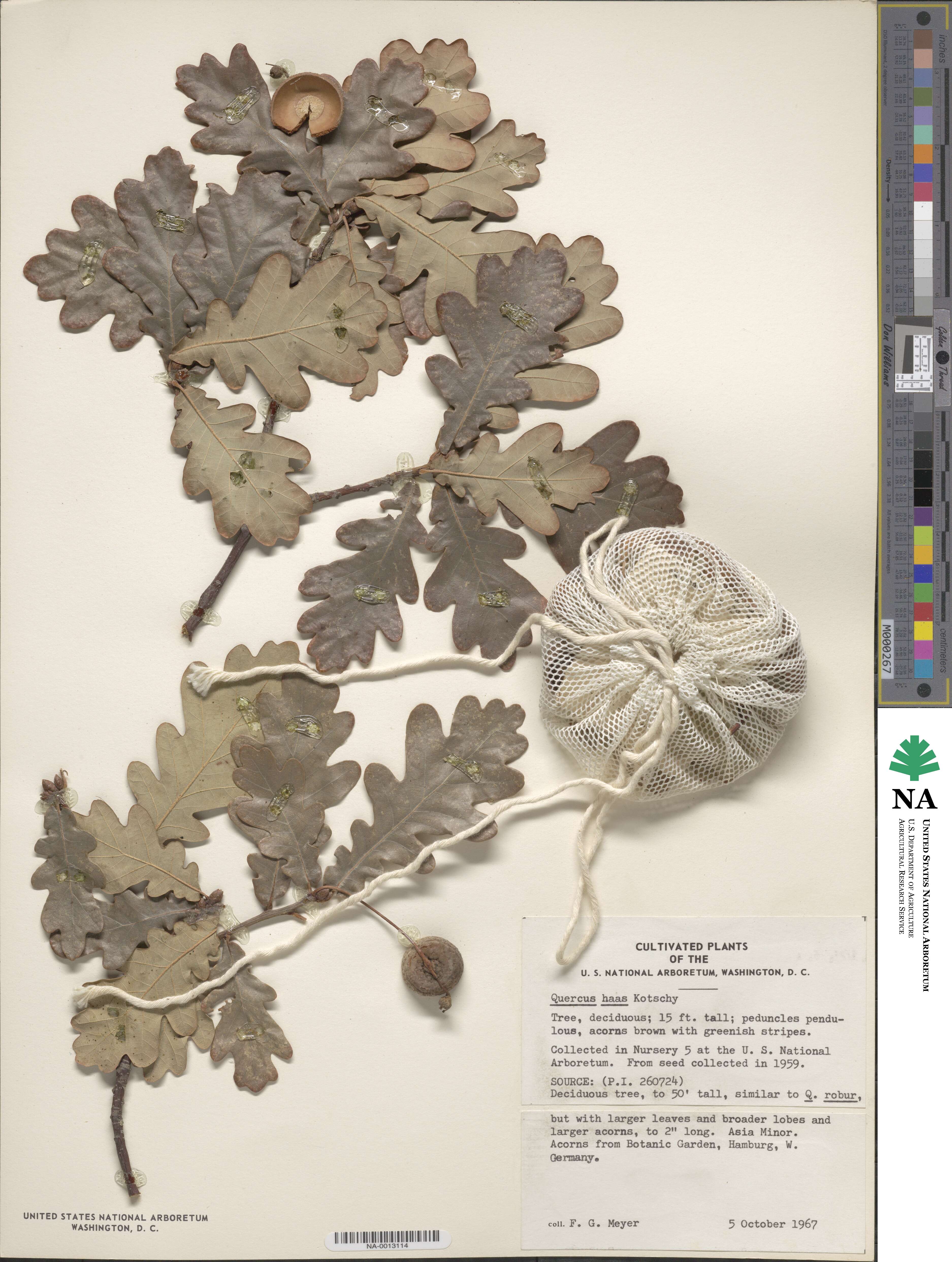 Quercus robur subsp. robur image