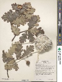 Quercus robur subsp. robur image