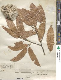 Quercus acutissima image