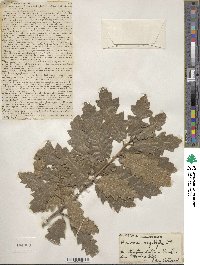 Quercus aegilops image