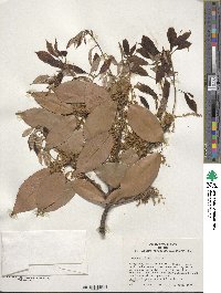 Quercus glauca image