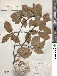 Quercus glauca image