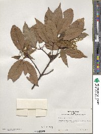 Quercus glauca image