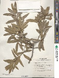 Quercus hemisphaerica image