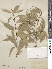 Quercus myrsinifolia image