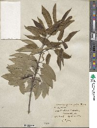 Quercus myrsinifolia image