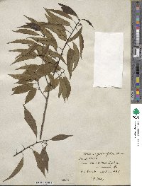 Quercus myrsinifolia image