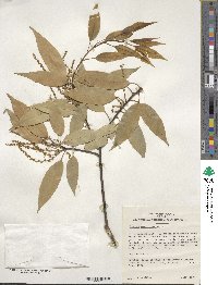 Quercus myrsinifolia image