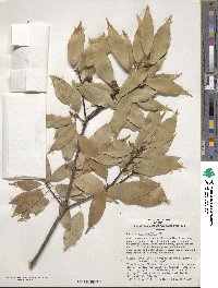 Quercus myrsinifolia image