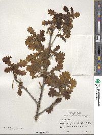 Quercus robur image