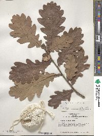 Quercus robur image