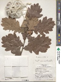 Quercus robur image