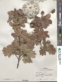 Quercus robur image