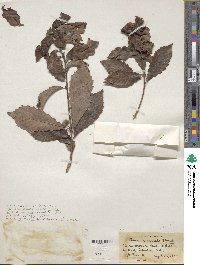 Quercus serrata image