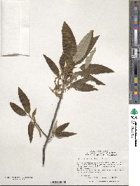 Quercus variabilis image