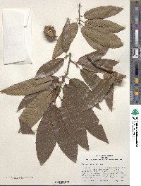 Quercus variabilis image