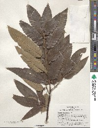 Quercus variabilis image