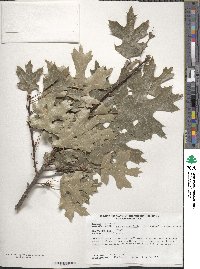 Image of Quercus acerifolia