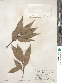 Quercus acuta image