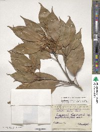 Quercus acuta image